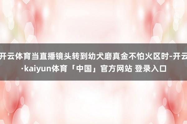 开云体育当直播镜头转到幼犬磨真金不怕火区时-开云·kaiyun体育「中国」官方网站 登录入口